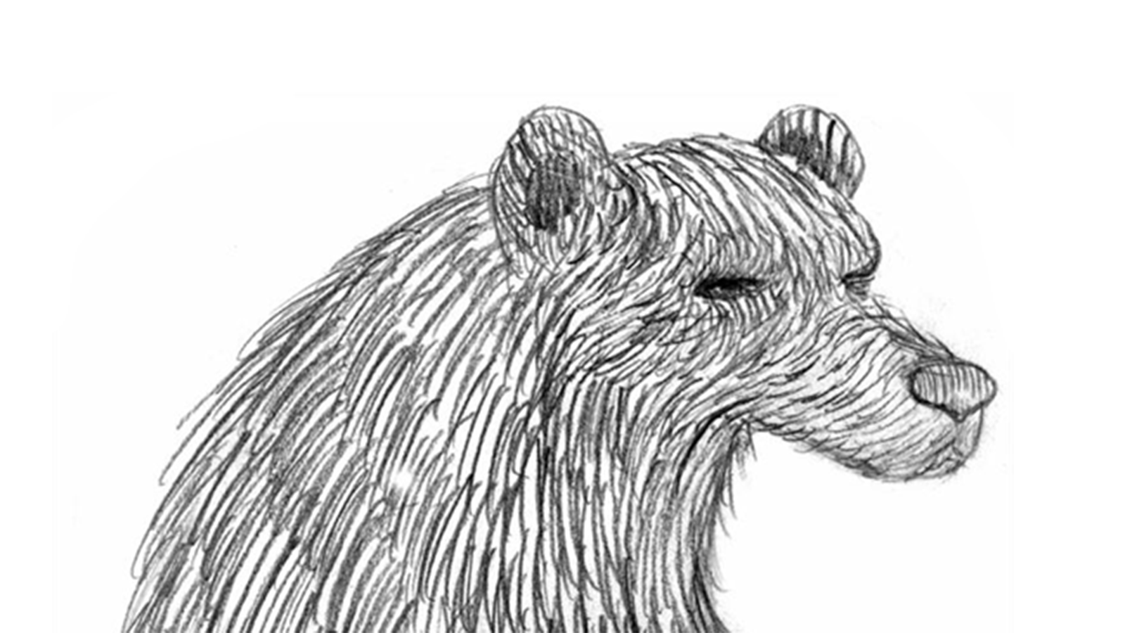Children's book drawing of a bear's face